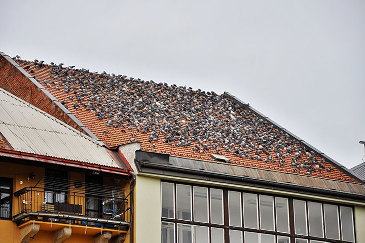 A2B Pest Control are able to install spikes to deter birds from roofs in Manchester. 